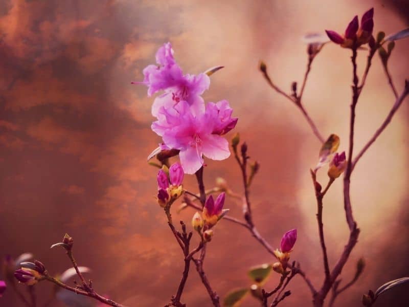 pink azalea flowers