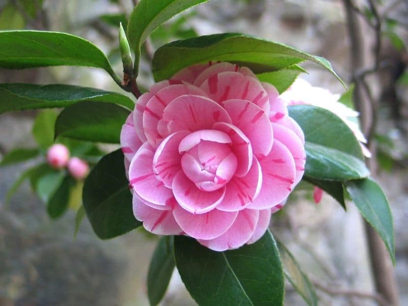 pink camellia flower