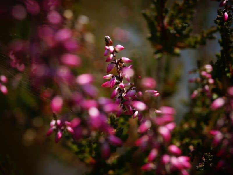 pink heather flowers