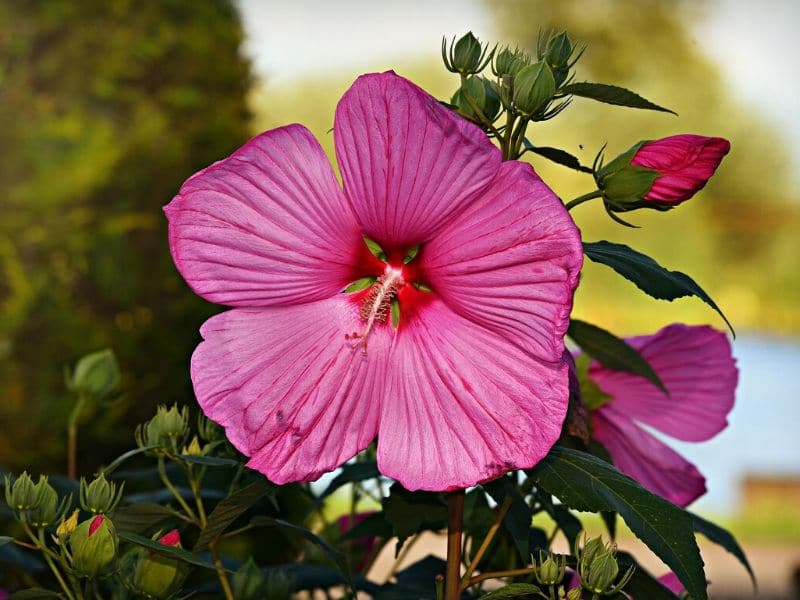 pink hibiscus flower