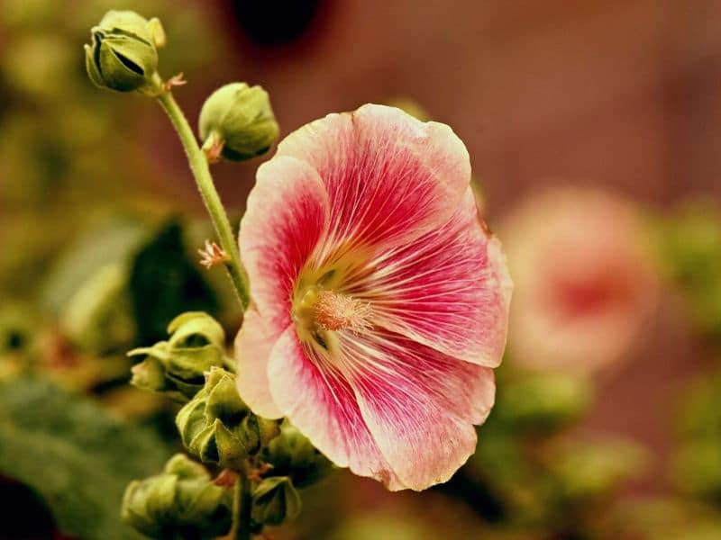 pink hollyhock