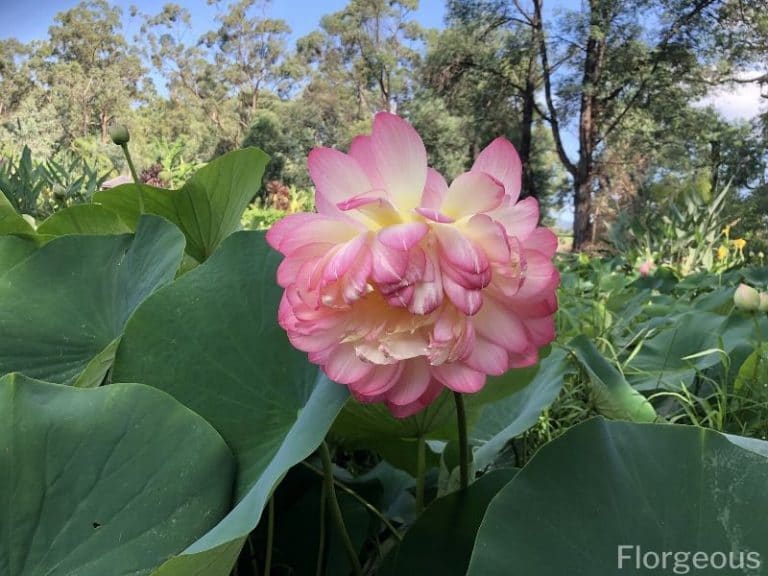 37 Different Types of Lotus Flowers and How to Grow