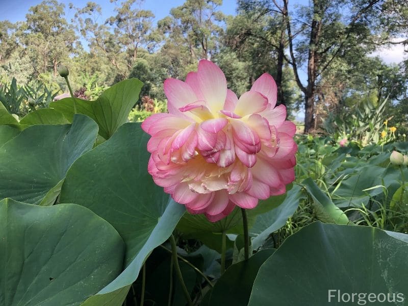 pink lotus blossom