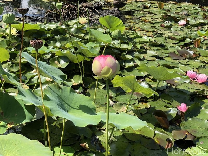 pink lotus bud