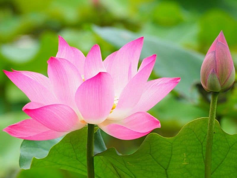 pink lotus flower and bud