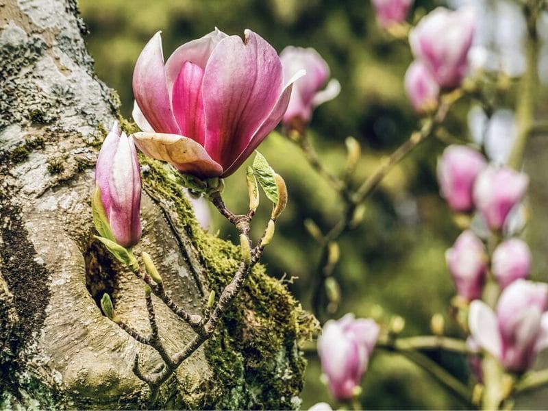 pink magnolia branch