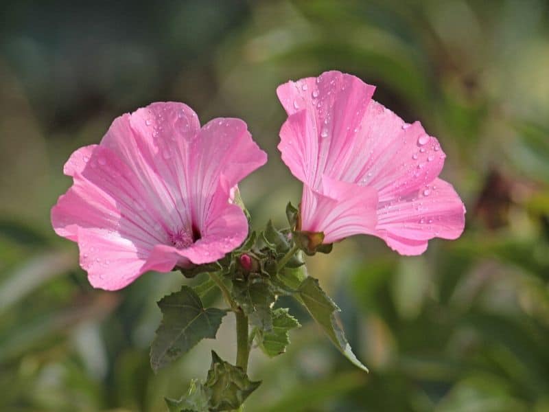 pink mallow flowers
