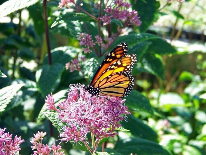 pink milkweed with butterfly