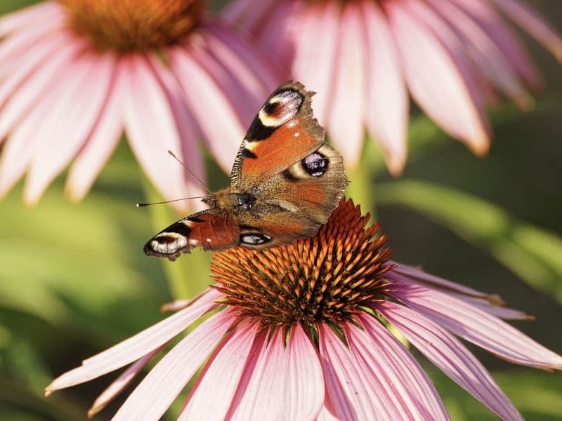 pink purple cornflower with butterfly