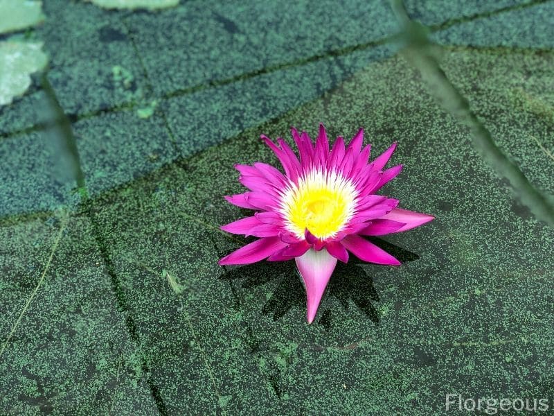 pink purple water lily