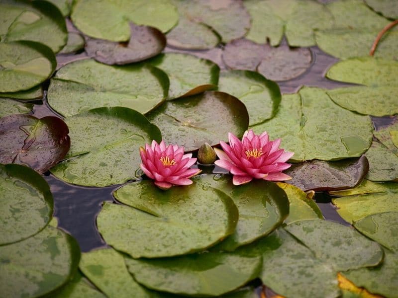 pink water lilies with pods