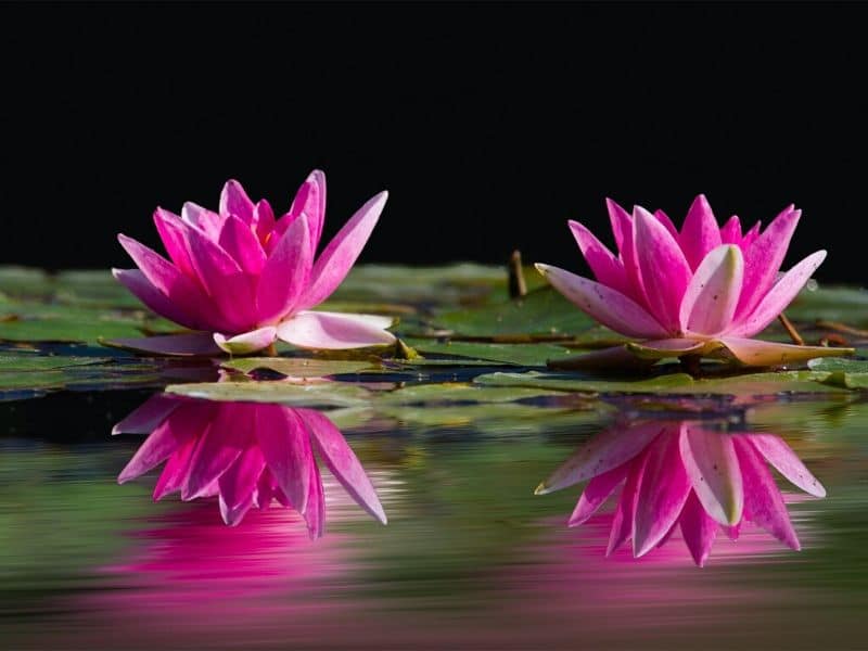 Water Lilies Meaning and Symbolism in Different Cultures