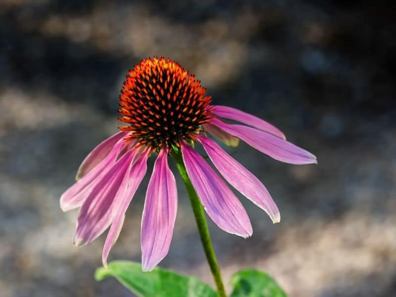 purple coneflower