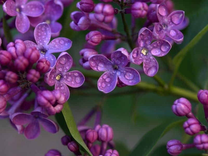 purple lilac flowers