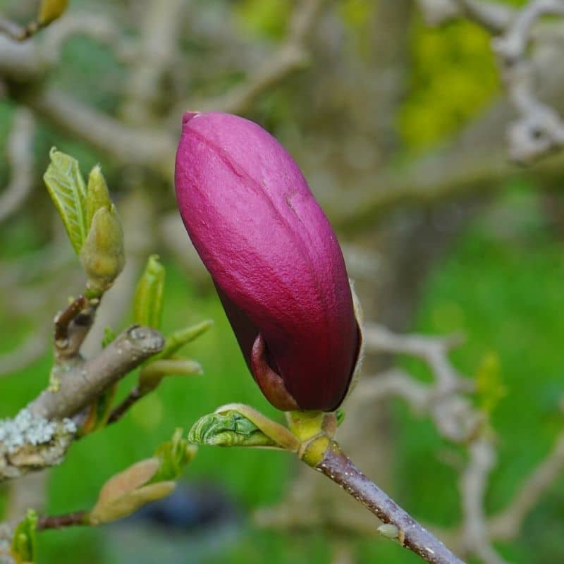 purple magnolia bud