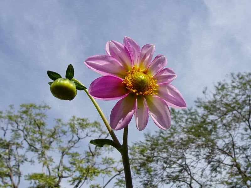 purple single dahlia