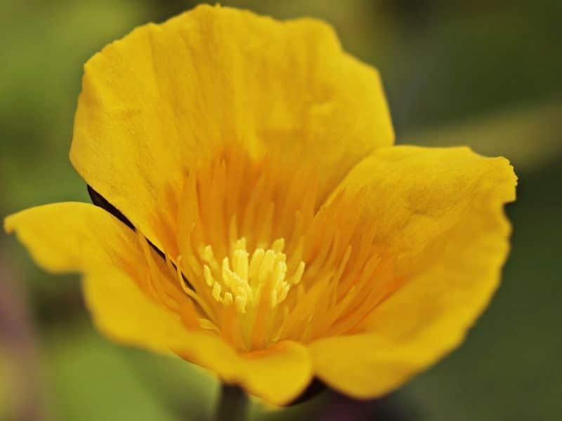 pygmaea helvola water lily