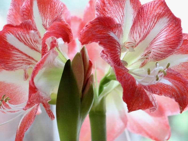 red amaryllis with white streaks