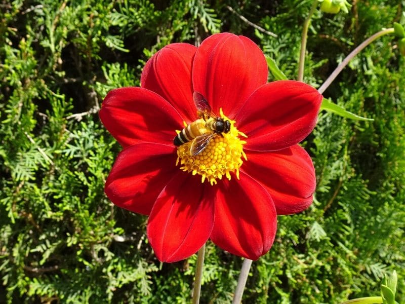 red dahlia with bee