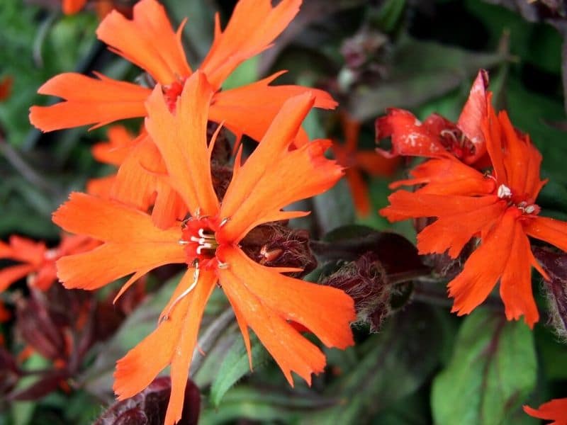 red orange lychnis