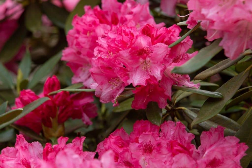 Fascinating Meaning And Symbolism Of Rhododendron Flower Color Florgeous
