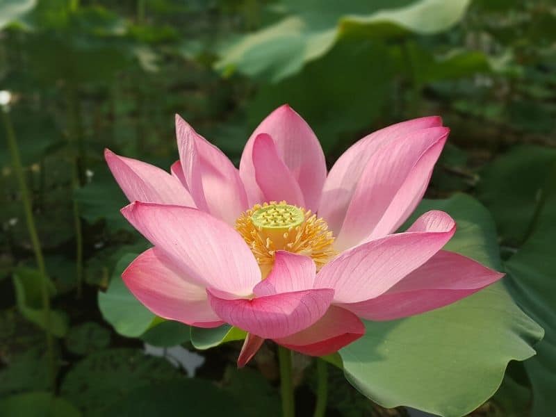 sacred lotus