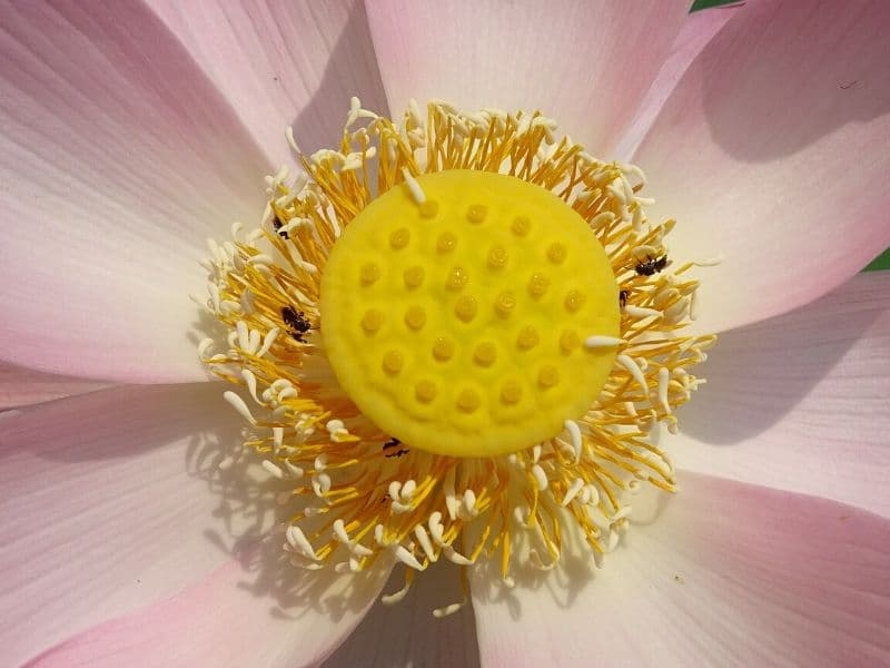 sacred pink lotus