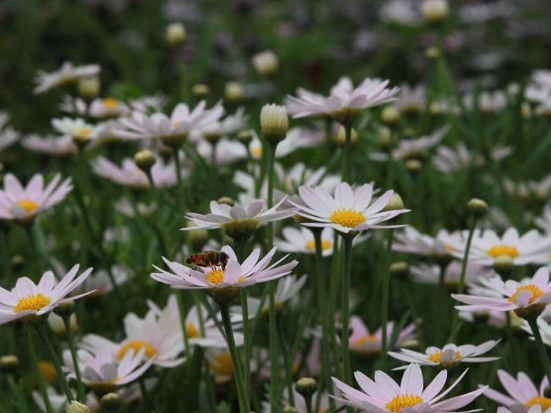 shasta daisies