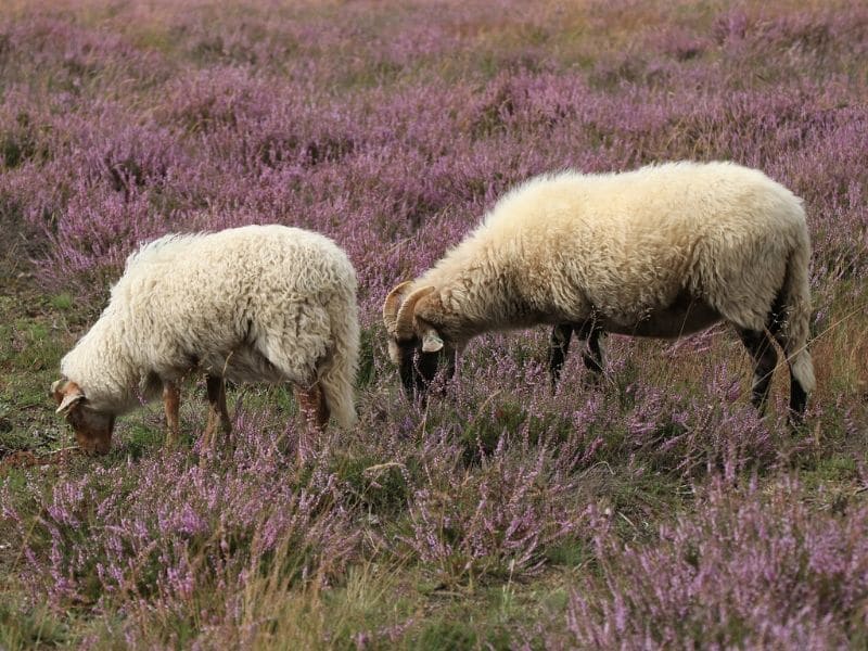 sheep eating heather