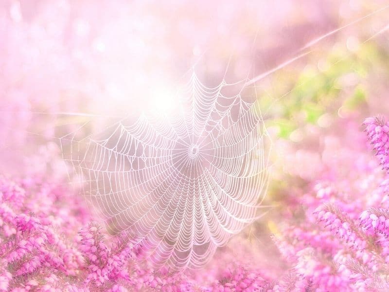 spiderweb in heather flowers