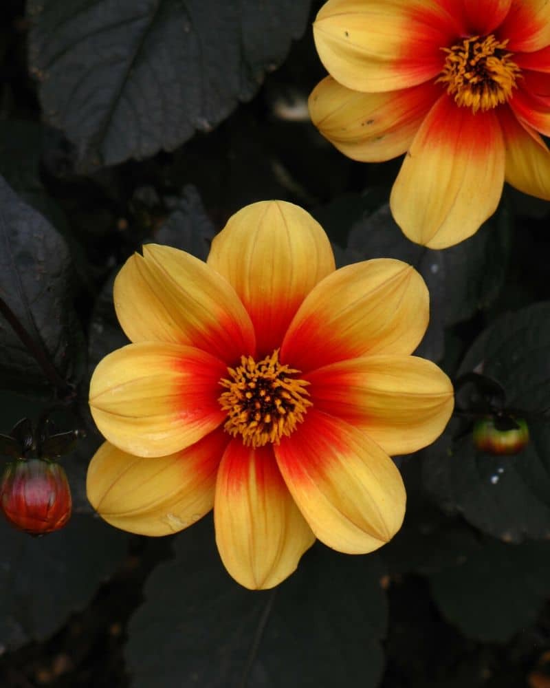 sunshine dahlia