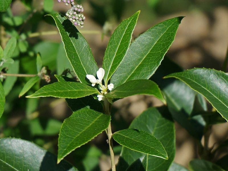 sweet olive flower