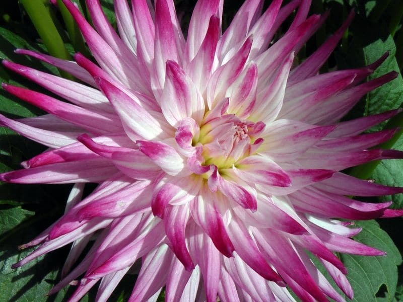 the dutch explosion dahlia