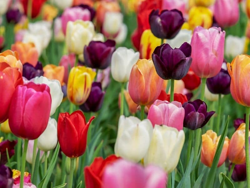 tulip flowers in different colors