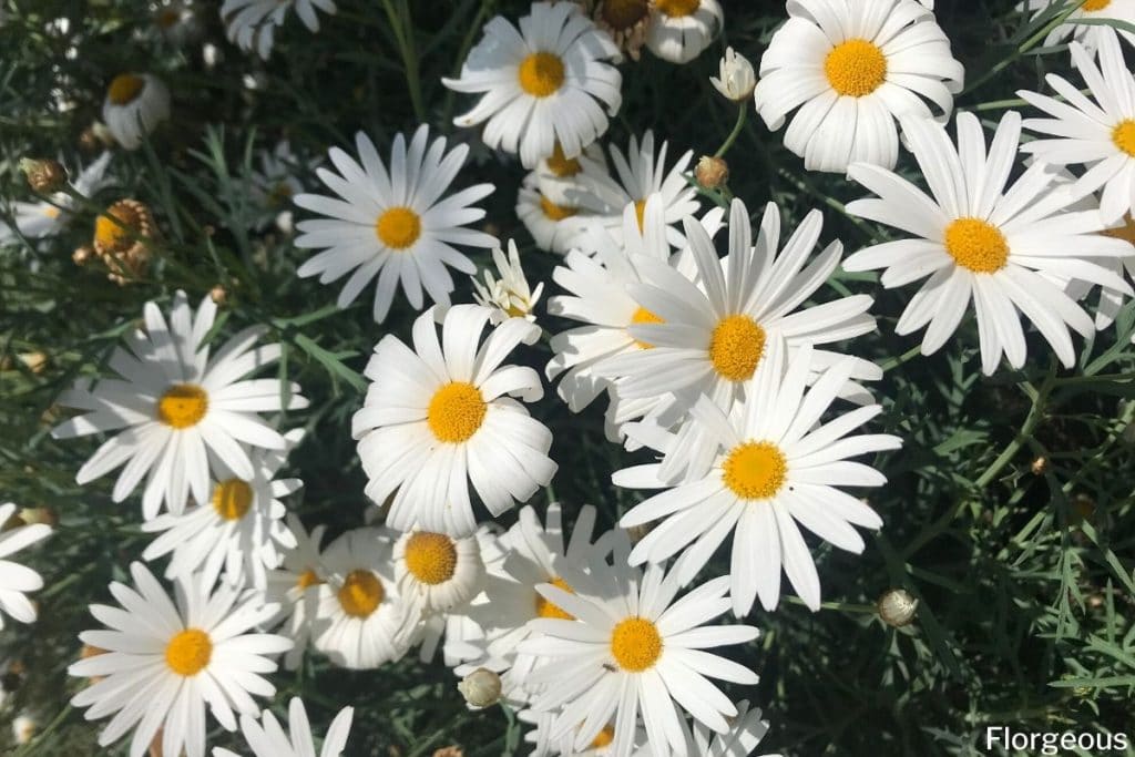types of daisies