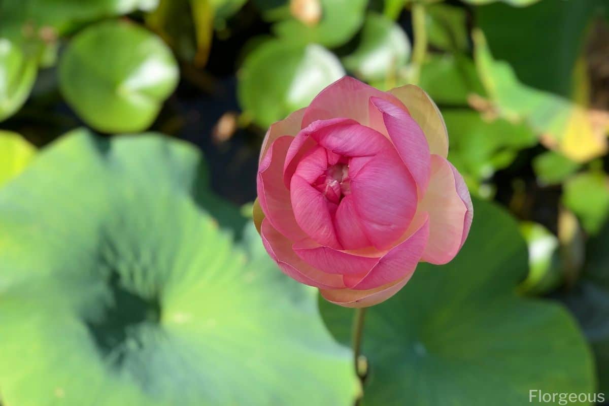 37 Types Of Lotus Flowers Growing And Caring Tips Florgeous
