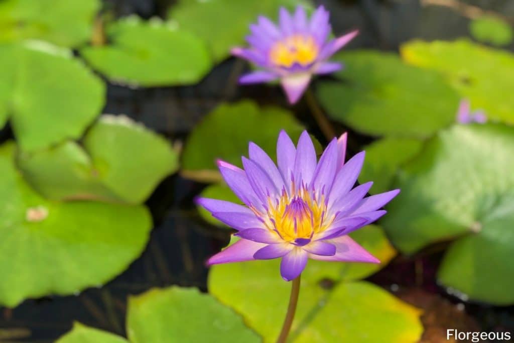 types of water lilies