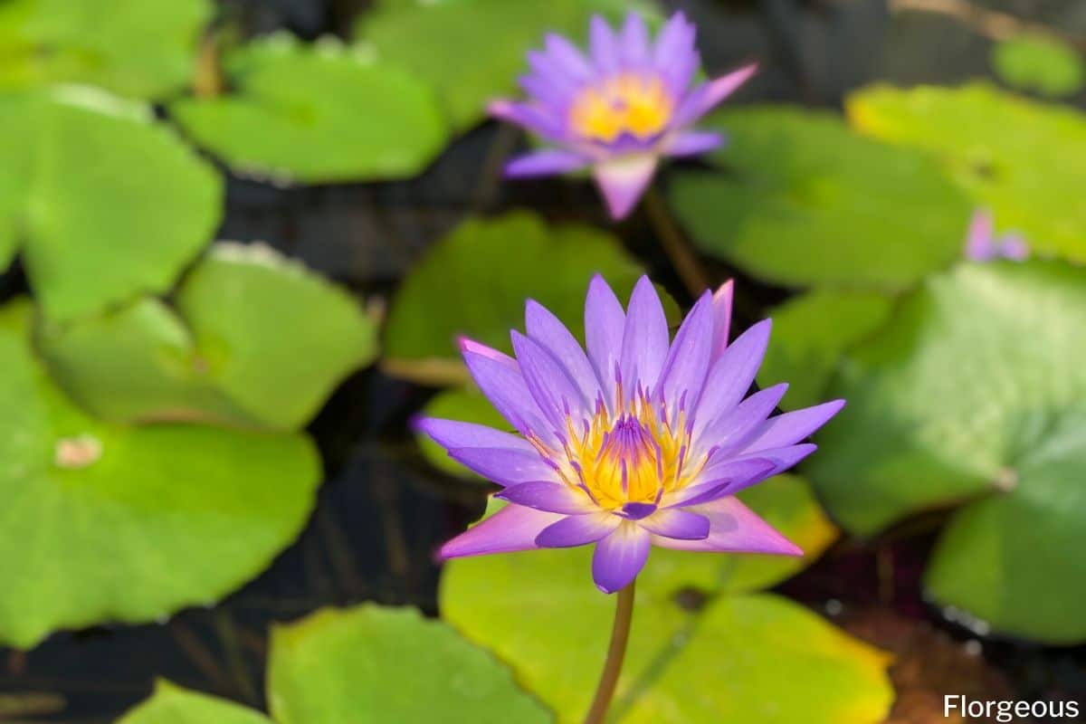 water lilies: flower types, colors and pictures | florgeous