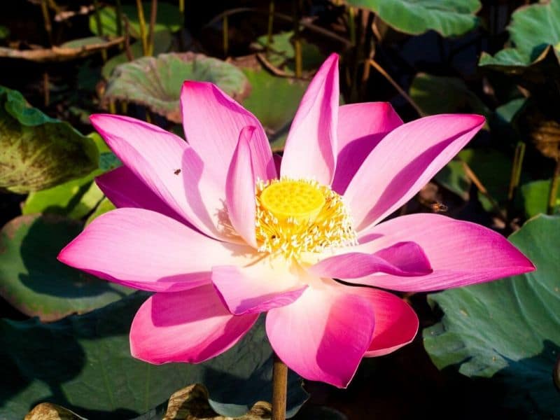 Lotus Flowers 37 Types, Meaning and Pictures