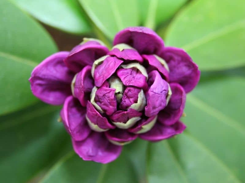 violet rhododendron flower bud