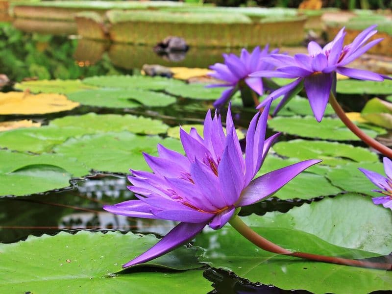 violet water lilies
