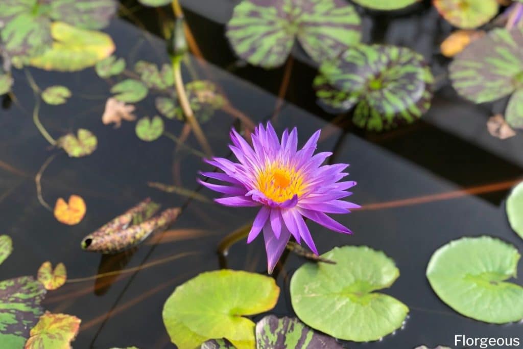 water lilies meaning