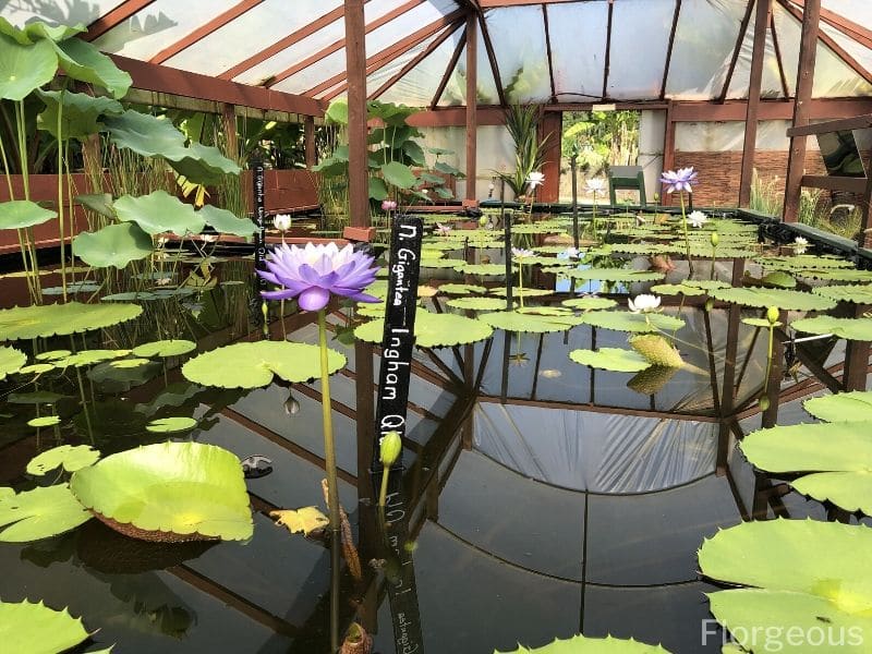 water lilies propagation