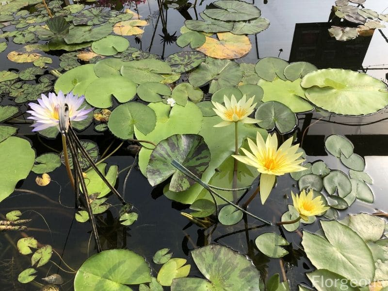 water lily in a pond