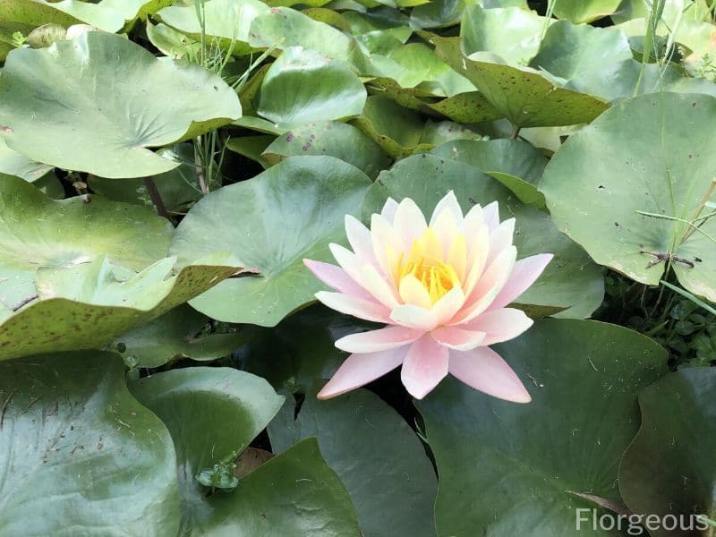 water lily leaves