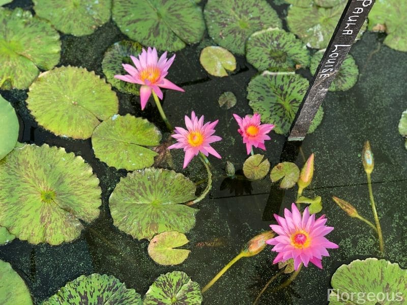 water lily species