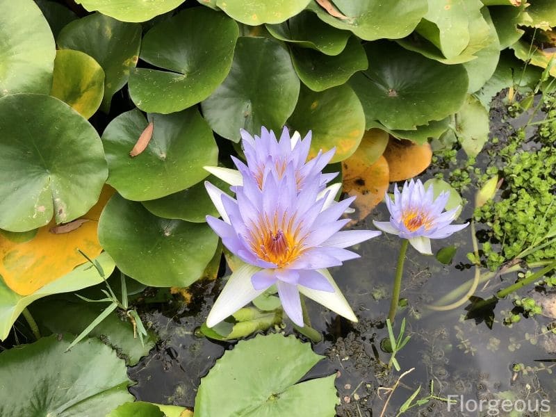 water lily symbolism