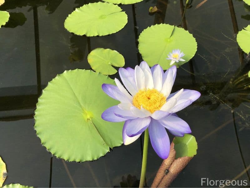 waterlily plants