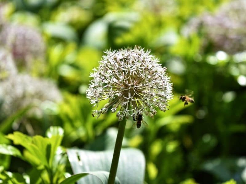 white allium flower