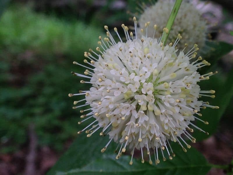 white buttonbush